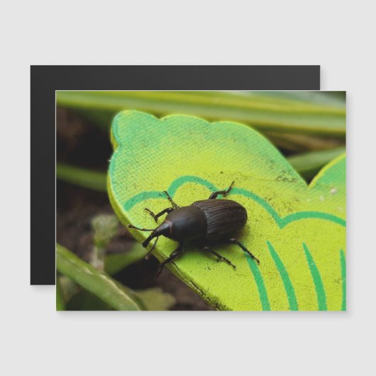 Wevil , Käfer , Curculionoidea , Bug Magnetkarte (Vorne/Hinten)