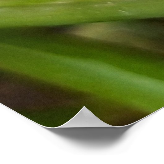 Wevil , Käfer , Curculionoidea , Bug Poster (Ecke)