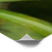 Wevil , Käfer , Curculionoidea , Bug Poster (Ecke)