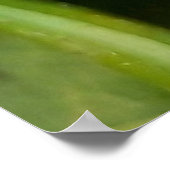 Wevil , Käfer , Curculionoidea , Bug Poster (Ecke)