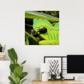 Wevil , Käfer , Curculionoidea , Bug Poster (Heimbüro)