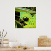 Wevil , Käfer , Curculionoidea , Bug Poster (Küche)