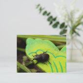 Wevil , Käfer , Curculionoidea , Bug Postkarte (Stehend Vorderseite)