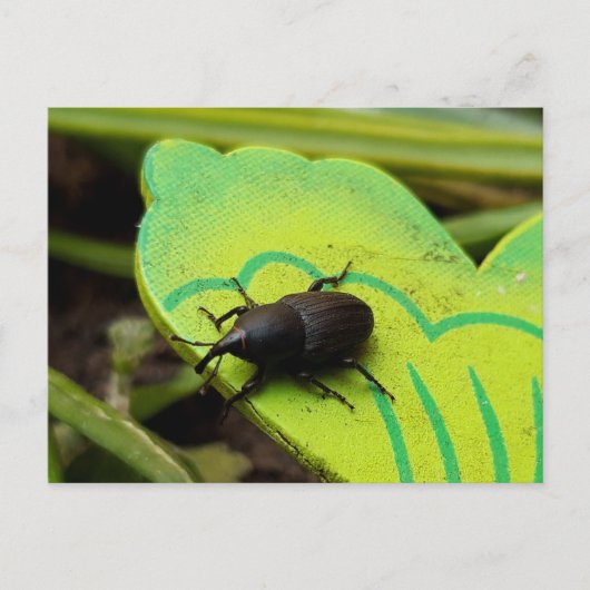 Wevil , Käfer , Curculionoidea , Bug Postkarte (Vorderseite)