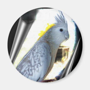 WF tiel Magneten Magnet