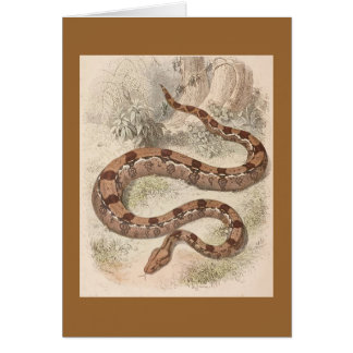WH Freeman - Boa constrictor