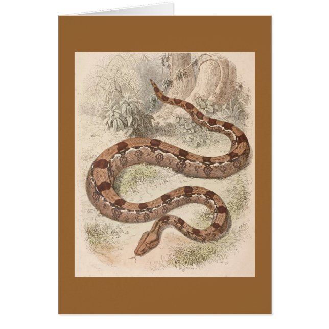 WH Freeman - Boa constrictor (Vorne)