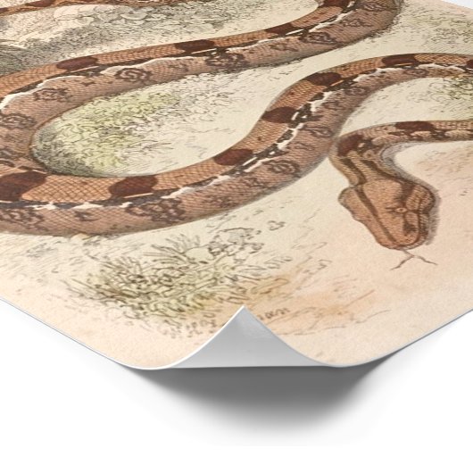WH Freeman - Boa Constrictor Portfolio Poster (Ecke)