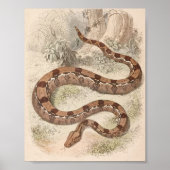 WH Freeman - Boa Constrictor Portfolio Poster (Vorne)