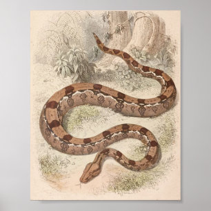 WH Freeman - Boa- constrictorportfolio Poster
