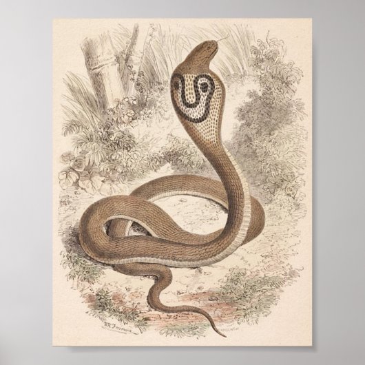 WH Freeman - Cobra di Capello Portfolio Poster (Vorne)