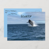 Whale Breaching in Galapagos Santa Cruz Ecuador Postkarte (Vorne/Hinten)
