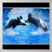 Whale Foto Poster Print (Vorne)