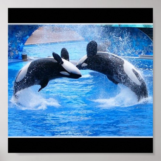 Whale Foto Poster Print (Vorne)