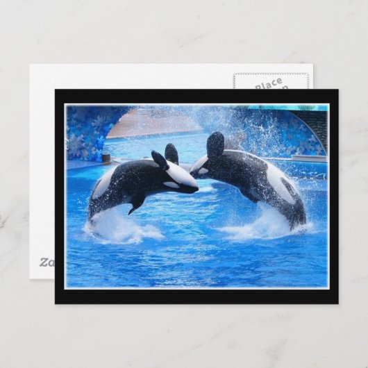 Whale Foto Postkarte (Vorne/Hinten)