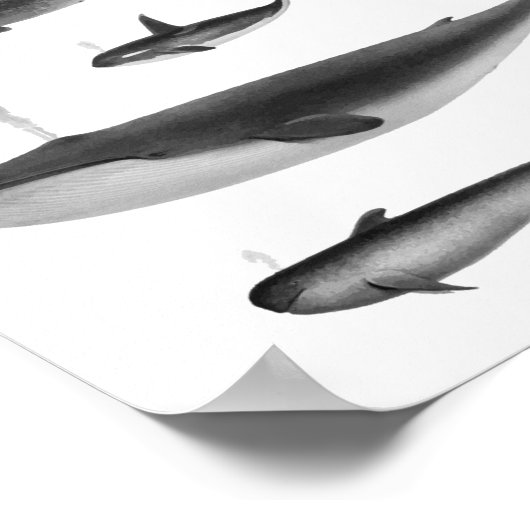 Whale Illustration Poster (Ecke)