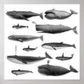 Whale Illustration Poster (Vorne)