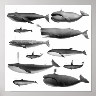 Whale Illustration Poster