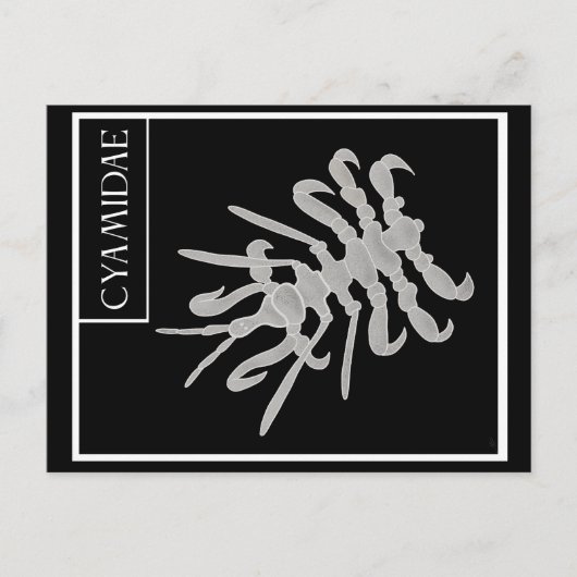 Whale Louse Postkarte (Vorderseite)