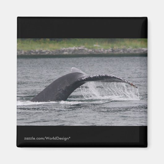 Whale Magnet (Vorne)