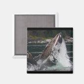 Whale Magnet (Vorderseite/Rückseite)