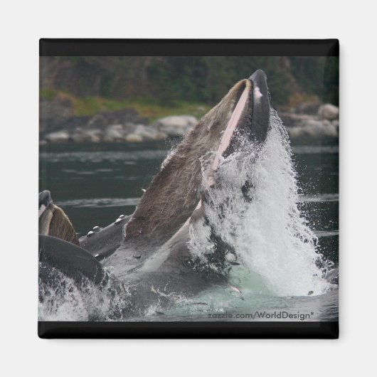 Whale Magnet (Vorne)