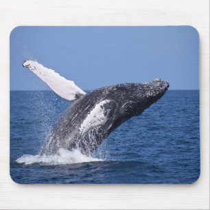 Whale Mousepad
