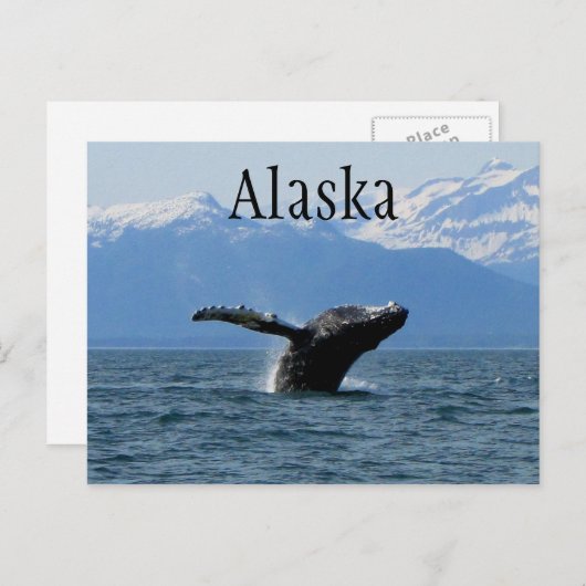 Whale Playtime; Alaska Postkarte (Vorne/Hinten)