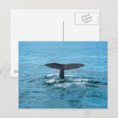 Whale Postkarte (Vorne/Hinten)