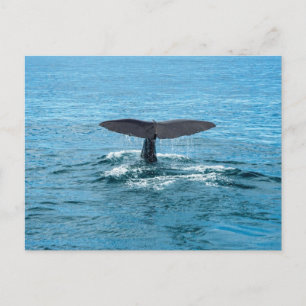Whale Postkarte