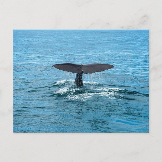 Whale Postkarte (Vorderseite)