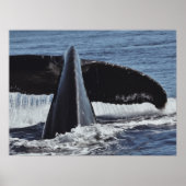 Whale Schwanz Kunstfotografie drucken Poster (Vorne)