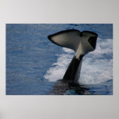Whale Schwanz Poster (Vorne)