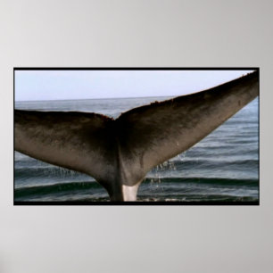 Whale-Schwanz-Poster Poster