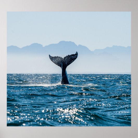 Whale Schwanz Seascape: Dramatisches Wasser. Poster (Vorne)