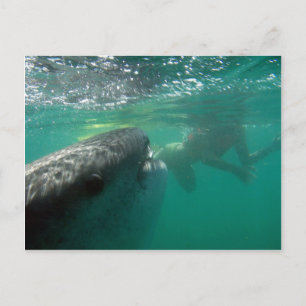 Whale Shark and Swimmer Postkarte
