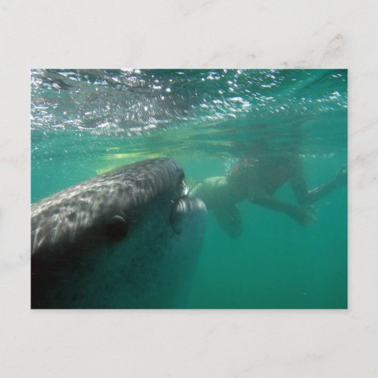 Whale Shark and Swimmer Postkarte (Vorderseite)