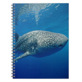 Whale Shark Notizblock (Vorderseite)