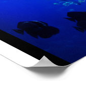 Whale Shark Poster (Ecke)