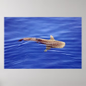 Whale Shark Poster (Vorne)