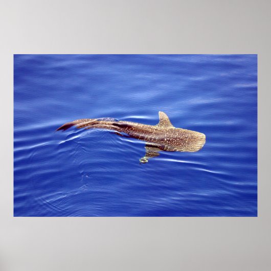 Whale Shark Poster (Vorne)