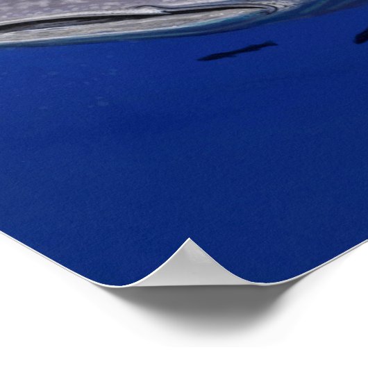 Whale Shark Poster (Ecke)