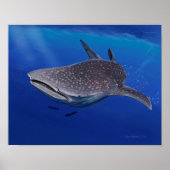 Whale Shark Poster (Vorne)