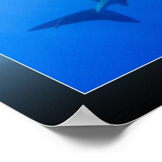 Whale Shark Poster (Ecke)