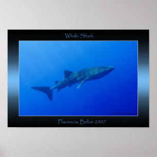 Whale Shark Poster