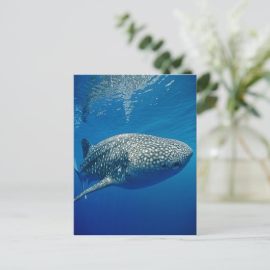 Whale Shark Postkarte (Stehend Vorderseite)