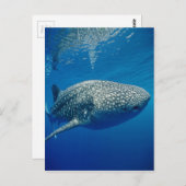 Whale Shark Postkarte (Vorne/Hinten)