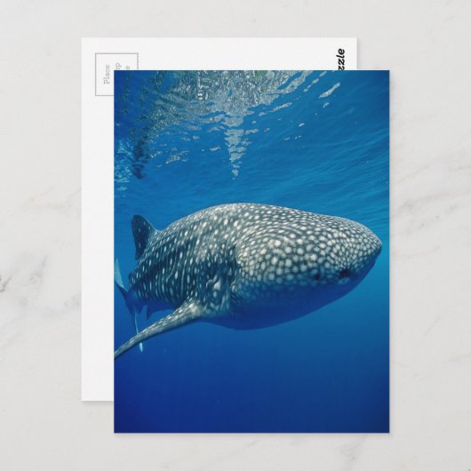 Whale Shark Postkarte (Vorne/Hinten)