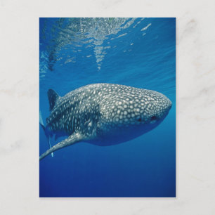 Whale Shark Postkarte
