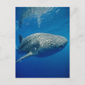 Whale Shark Postkarte (Vorderseite)